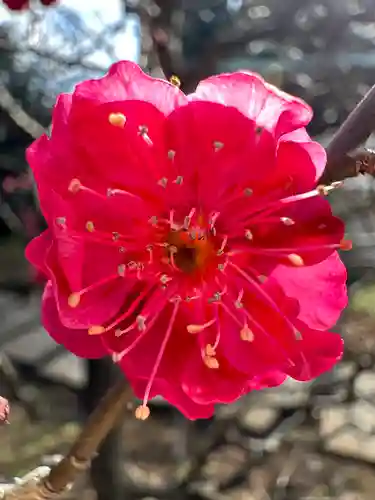 布多天神社(東京都)