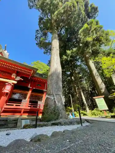 富士山東口本宮 冨士浅間神社の{uncategorized: "未分類", other: "その他", undefined: "問題あり", building: "その他建物", grave: "お墓", sacred_gate: "鳥居", guardian: "狛犬", statue: "像", buddha: "仏像", history: "歴史", nature: "自然", garden: "庭園", animal: "動物", pagoda: "塔", temizu: "手水舎", mountain_gate: "山門・神門", sanctuary: "本殿・本堂", subordinate: "末社・摂社", art: "芸術", scenery: "景色", jizo: "地蔵", ema: "絵馬", goshuin: "御朱印", omikuji: "おみくじ", items: "授与品その他", amulet: "お守り", goshuincho: "御朱印帳", eats: "食事", festival: "お祭り", votive_dance: "神楽", shichigosan: "七五三参", wedding: "結婚式", experience: "体験その他", initially: "初詣", around: "周辺", anti_infection: "感染症対策"}
