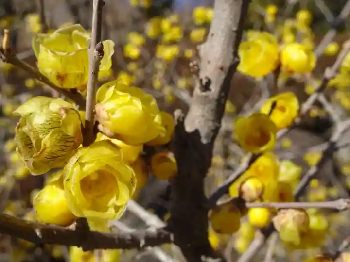 横浜 西方寺の自然