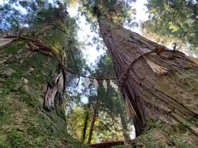 三島神社の自然