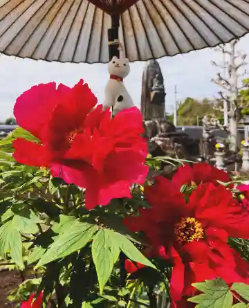 真言宗 善通寺派 薬王寺の{uncategorized: "未分類", other: "その他", undefined: "問題あり", building: "その他建物", grave: "お墓", sacred_gate: "鳥居", guardian: "狛犬", statue: "像", buddha: "仏像", history: "歴史", nature: "自然", garden: "庭園", animal: "動物", pagoda: "塔", temizu: "手水舎", mountain_gate: "山門・神門", sanctuary: "本殿・本堂", subordinate: "末社・摂社", art: "芸術", scenery: "景色", jizo: "地蔵", ema: "絵馬", goshuin: "御朱印", omikuji: "おみくじ", items: "授与品その他", amulet: "お守り", goshuincho: "御朱印帳", eats: "食事", festival: "お祭り", votive_dance: "神楽", shichigosan: "七五三参", wedding: "結婚式", experience: "体験その他", initially: "初詣", around: "周辺", anti_infection: "感染症対策"}