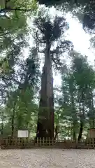 高千穂神社の自然