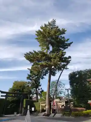 中野沼袋氷川神社(東京都)