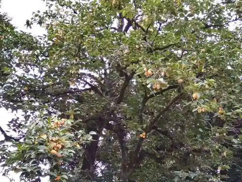 新曽氷川神社の自然