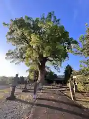 津江神社(福岡県)