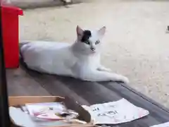 今市報徳二宮神社の動物