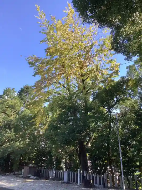 白山神社(新栄)の自然