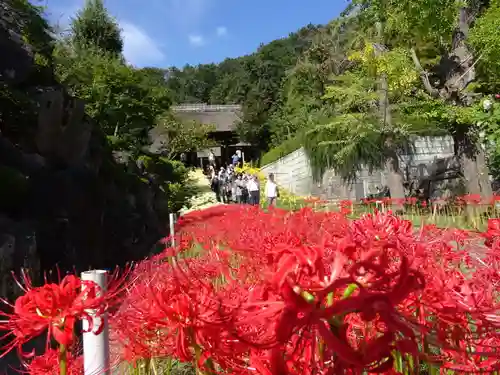 横浜　西方寺の自然