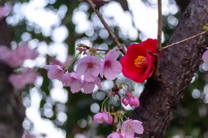 平野神社(京都府)