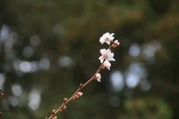 鹿島大神宮の自然