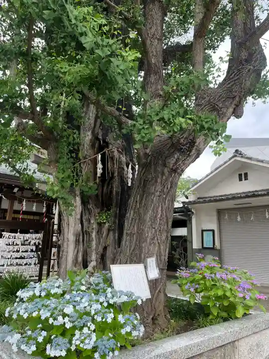 飛木稲荷神社(東京都)