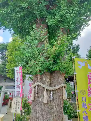 川越八幡宮の自然
