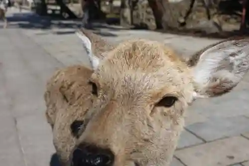 東大寺 法華堂（三月堂）の動物