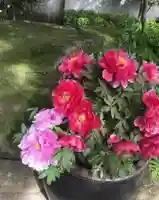 上野東照宮の自然