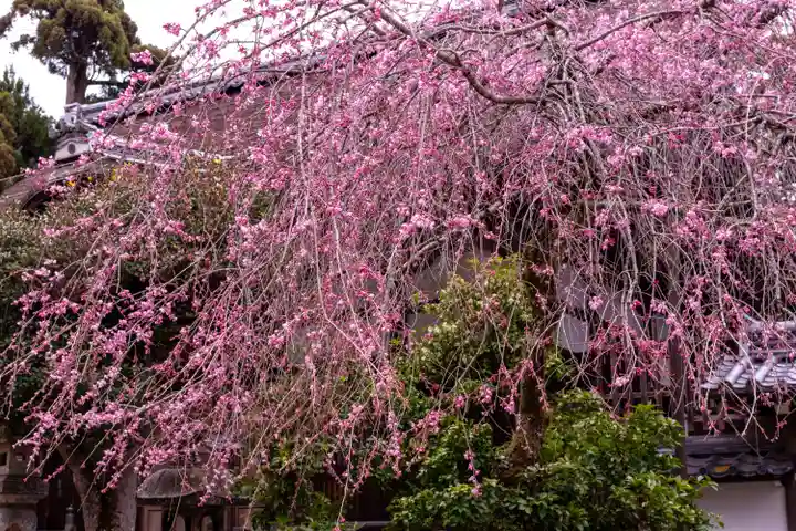日吉大社(滋賀県)