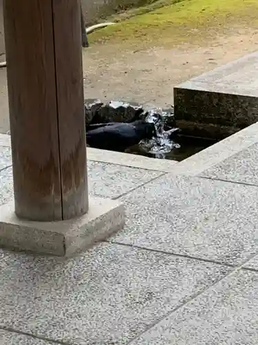 西宮神社の動物