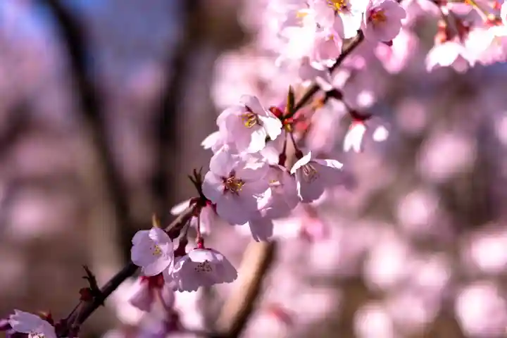 新城藤原神社(長野県)