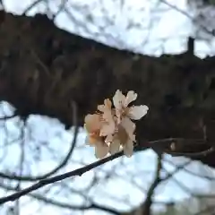 鹿島大神宮の自然