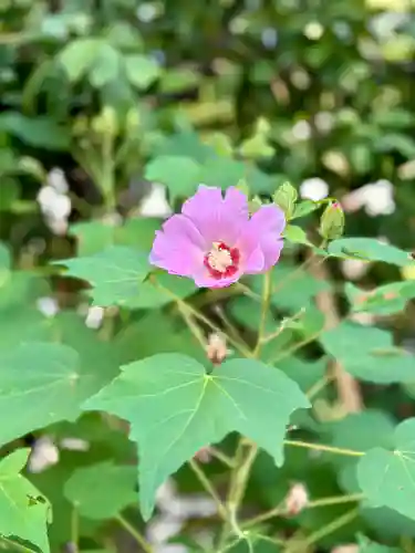 堀越神社(大阪府)