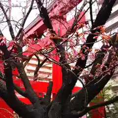 彌彦神社　(伊夜日子神社)(北海道)