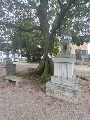 島田八坂神社の狛犬