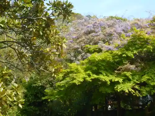 浄光明寺の自然
