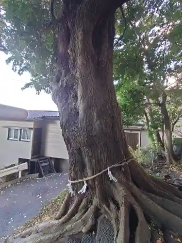 天照大神(神奈川県)