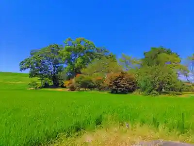 八幡神社(馬飼)の自然
