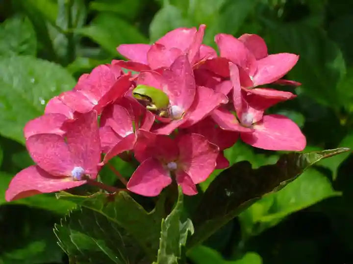 二本松寺の自然