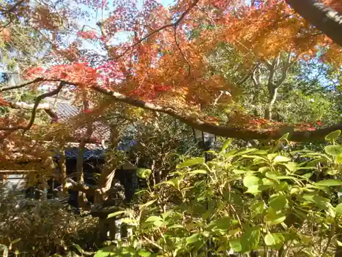 安國論寺（安国論寺）の自然