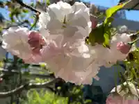 賢隆山久遠寺の自然