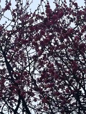 亀戸天神社(東京都)