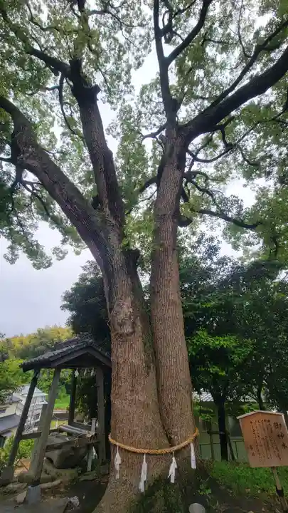 飯岡神社(愛媛県)