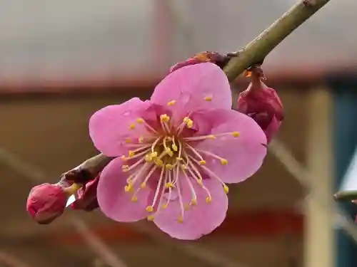 多治速比売神社(大阪府)