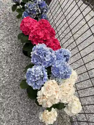 白金氷川神社(東京都)