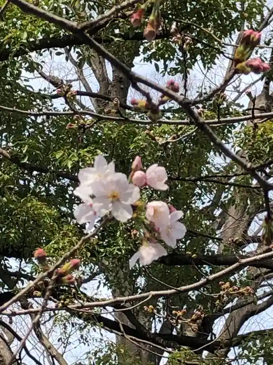 阿佐ヶ谷神明宮の自然