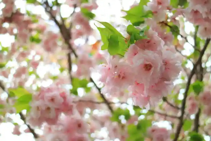 二柱神社の自然