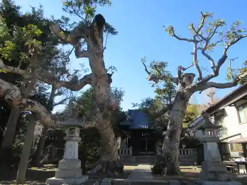 八坂大神の景色