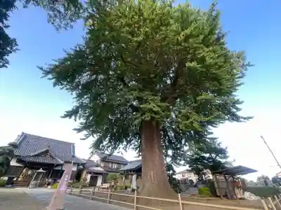 福性寺(千葉県)