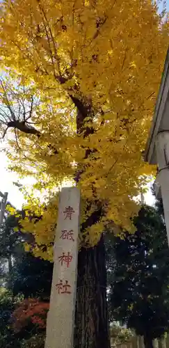 青砥神社の自然