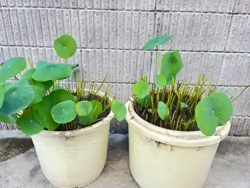 松本山　地福禅寺の自然