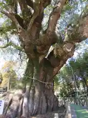 山宮神社の自然