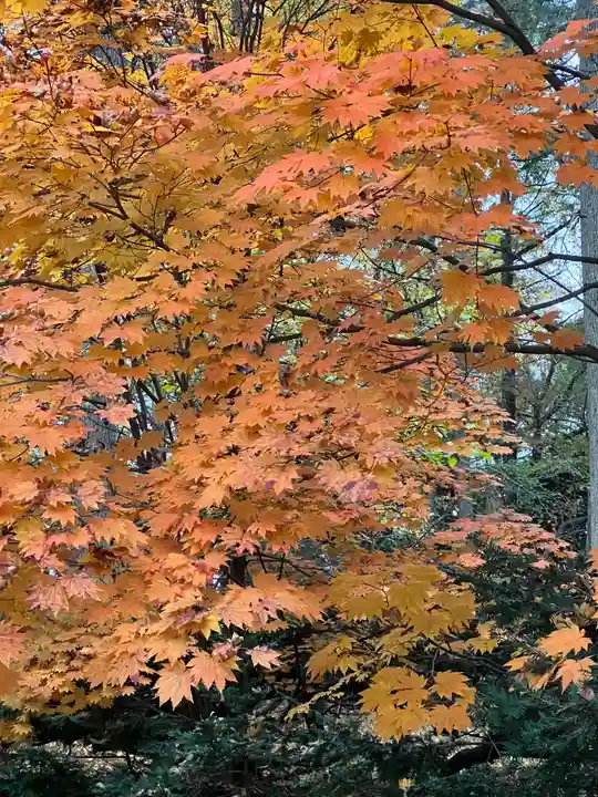 旭川神社の自然
