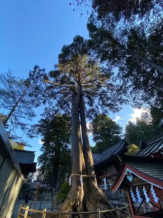 北口本宮冨士浅間神社の自然