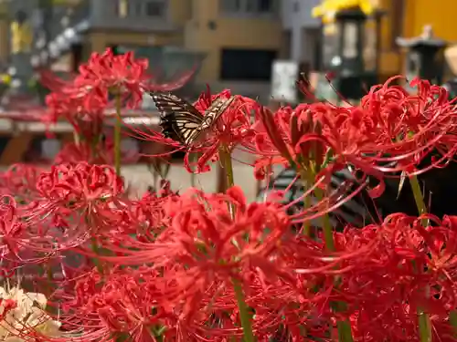 福王山  慈眼寺(東京都)