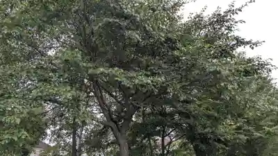柳彩釧路浅間神社の自然
