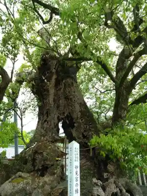 八代神社(熊本県)