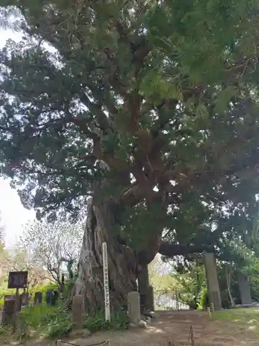 城願寺(神奈川県)