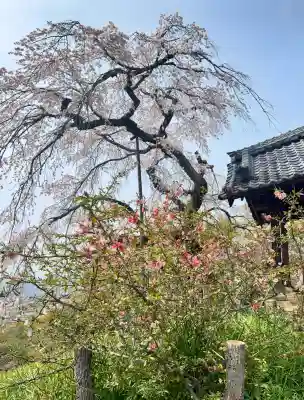 地蔵院の{uncategorized: "未分類", other: "その他", undefined: "問題あり", building: "その他建物", grave: "お墓", sacred_gate: "鳥居", guardian: "狛犬", statue: "像", buddha: "仏像", history: "歴史", nature: "自然", garden: "庭園", animal: "動物", pagoda: "塔", temizu: "手水舎", mountain_gate: "山門・神門", sanctuary: "本殿・本堂", subordinate: "末社・摂社", art: "芸術", scenery: "景色", jizo: "地蔵", ema: "絵馬", goshuin: "御朱印", omikuji: "おみくじ", items: "授与品その他", amulet: "お守り", goshuincho: "御朱印帳", eats: "食事", festival: "お祭り", votive_dance: "神楽", shichigosan: "七五三参", wedding: "結婚式", experience: "体験その他", initially: "初詣", around: "周辺", anti_infection: "感染症対策"}