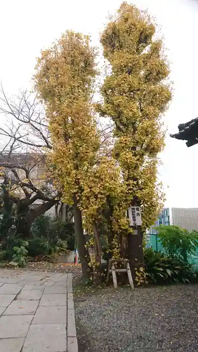 麻布氷川神社の自然